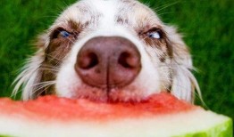 趴墙头吃瓜狗狗,狗狗的悠闲午后时光