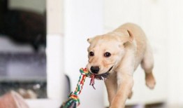 趴墙头吃瓜狗狗,狗狗的悠闲午后时光