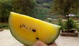 老大吃瓜和老二吃瓜哪个好,谁才是瓜界王者？”