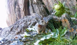 伊犁鼠兔可以吃哈密瓜吗,揭秘它们对哈密瓜的喜爱