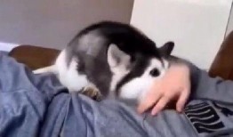 哈士奇吃瓜群众吗,揭秘狗狗的娱乐生活