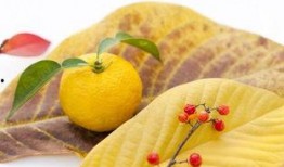 柚子们吃瓜视频,揭秘娱乐圈幕后故事