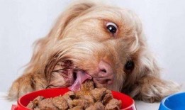 四毛狗狗吃瓜,四毛狗狗的瓜田奇遇记