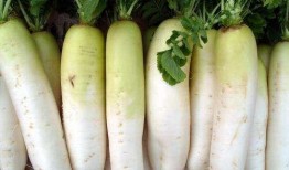 吃瓜小萝卜,揭秘娱乐圈那些不为人知的幕后故事