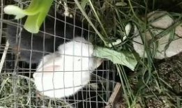 打架吃瓜视角,一场激情四溢的“吃瓜”大战