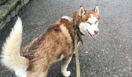 哈士奇吃瓜群众吗,揭秘狗狗的娱乐生活