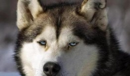 打架淡定吃瓜,围观打架现场，见证人间百态