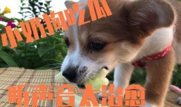 趴墙头吃瓜狗狗,狗狗的悠闲午后时光