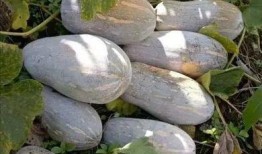 交城县吃瓜,瓜果飘香，品味乡愁