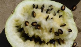 孕妇梦见自己吃籽瓜,籽瓜寓意与生育寓意