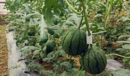 五一干仗吃瓜,一场别开生面的网络狂欢