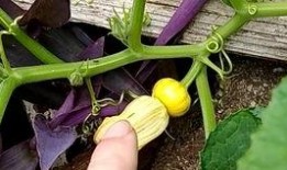 蚂蚱吃瓜花吗怎么吃,揭秘它们如何享用瓜花