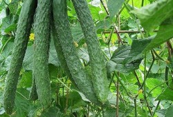 天天吃瓜天天不同款,天天吃瓜，天天不同款