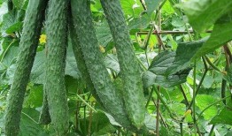 天天吃瓜天天不同款,天天吃瓜，天天不同款