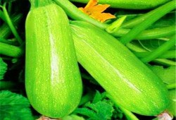 咳嗽可以吃茭瓜吗,茭瓜能否成为食疗佳选？