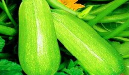 咳嗽可以吃茭瓜吗,茭瓜能否成为食疗佳选？