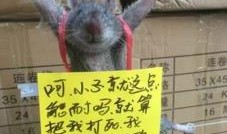 学生模仿老鼠吃瓜,趣味横生的校园生活瞬间