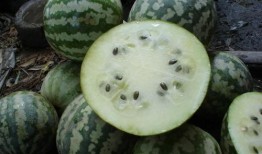 上海的瓤瓜怎样吃,解锁夏日清新美味