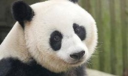 小肥肥吃瓜,揭秘娱乐圈那些不为人知的幕后故事