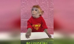 吃瓜猴哥搞笑视频,搞笑视频欢乐无限