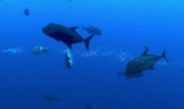 吃瓜的小鱼,吃瓜小鱼的趣味食光之旅