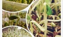 塔随机吃瓜,揭秘神秘世界背后的秘密