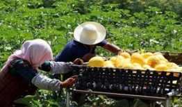 京圈吃大瓜,揭秘娱乐圈大瓜背后的真相