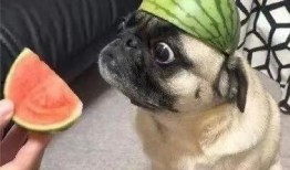 正经的吃瓜人,一场场热闹的娱乐圈风云