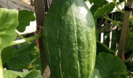 晴花花吃瓜,一场花与瓜的奇妙邂逅