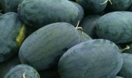 明德路吃瓜,一场热闹非凡的吃瓜盛宴