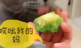 猫猫李吃瓜,揭秘娱乐圈幕后故事