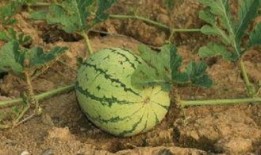 乾隆路边吃瓜解渴,乾隆皇帝路边吃瓜解暑趣闻