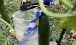 吃瓜吃草少女视频,揭秘校园生活趣味瞬间