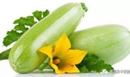 咳嗽可以吃茭瓜吗,茭瓜能否成为食疗佳选？