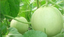 吃瓜剪辑效果,揭秘吃瓜剪辑的神奇魅力