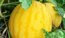 吃瓜只吃优质瓜,只吃优质瓜的美食之旅