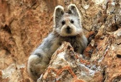 伊犁鼠兔可以吃哈密瓜吗,揭秘它们对哈密瓜的喜爱