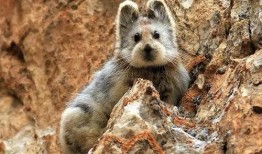 伊犁鼠兔可以吃哈密瓜吗,揭秘它们对哈密瓜的喜爱