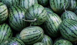 吃瓜只吃优质瓜,只吃优质瓜的美食之旅