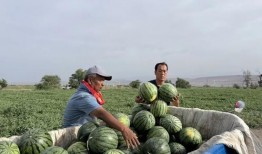 山东烟台莱州 吃瓜,探寻山东烟台莱州的甜蜜诱惑