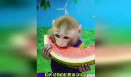 动物变成吃瓜群众,揭秘动物界的八卦风云