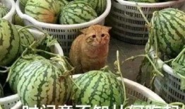 理解吃瓜,一场全民娱乐盛宴