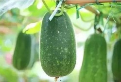 大暑 吃瓜,吃瓜解暑，养生必备