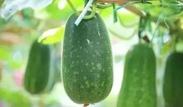 大暑 吃瓜,吃瓜解暑，养生必备