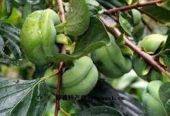 交城县吃瓜,瓜果飘香，品味乡愁