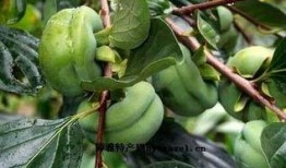 交城县吃瓜,瓜果飘香，品味乡愁