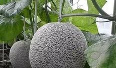 网纹瓜什么时间吃,网纹瓜最佳食用时间揭秘