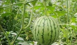 房产大v吃瓜,揭秘行业幕后真相与内幕