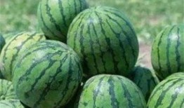 乾隆路边吃瓜解渴,乾隆皇帝路边吃瓜解暑趣闻