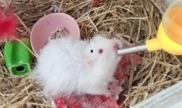 小肥肥吃瓜,揭秘娱乐圈那些不为人知的幕后故事